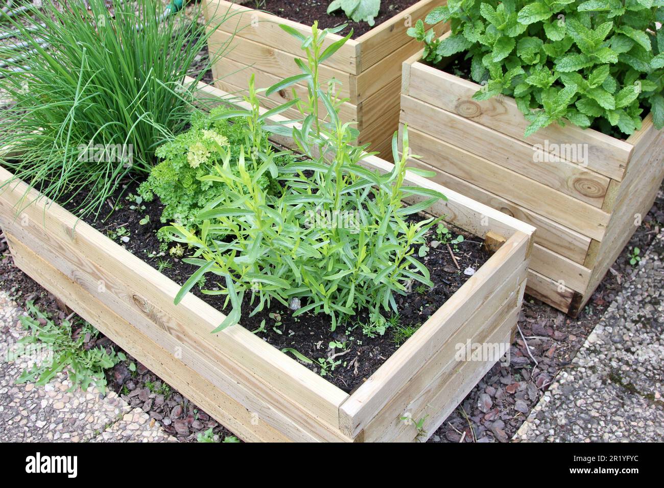 Herbes culinaires poussant dans des boîtes Banque D'Images
