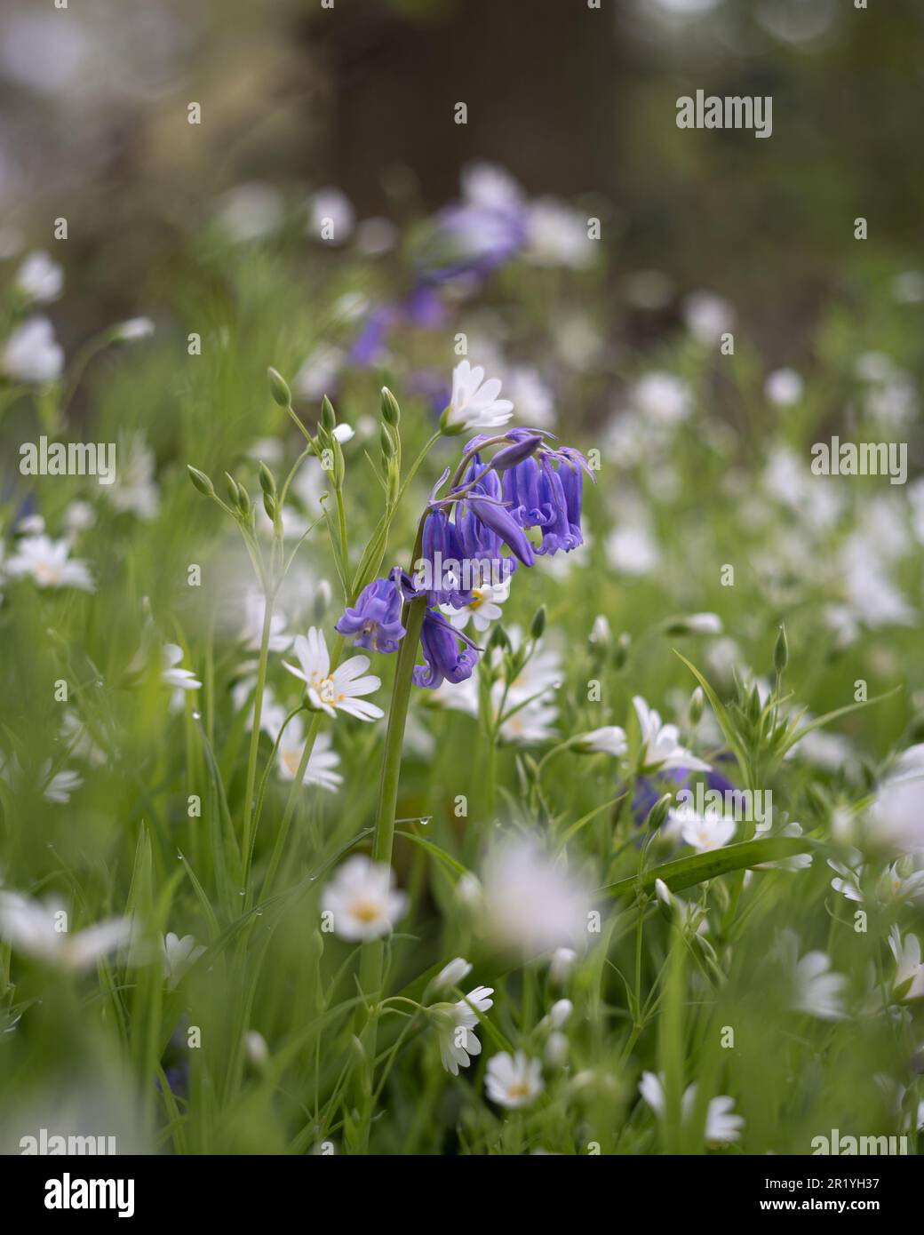Fleurs blanches de printemps en fleur, fleurs vertes et blanches, abstraites. Millepertuis, millepertuis, rabelera holostea. Banque D'Images