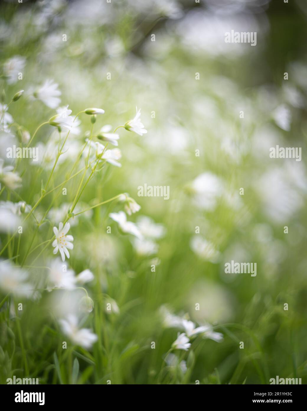 Fleurs blanches de printemps en fleur, fleurs vertes et blanches, abstraites. Millepertuis, millepertuis, rabelera holostea. Banque D'Images