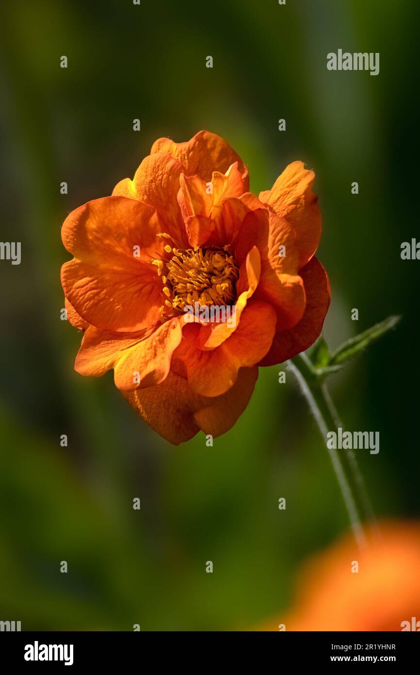 Gros plan d'une seule fleur de Geum 'Delly North' dans un jardin au début de l'été Banque D'Images