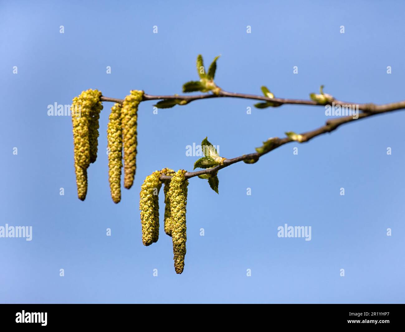 Gros plan de chatons et de nouvelles feuilles de Betula medwediewii isolées contre un ciel bleu Banque D'Images