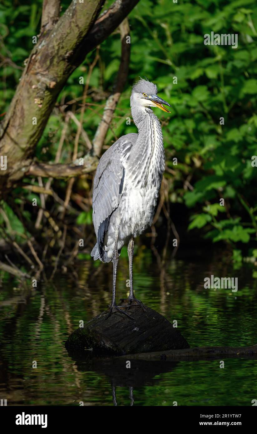 Héron gris debout sur une bûche dans une rivière à Kent, au Royaume-Uni. Le héron a des plumes de cou rouffées. Héron gris (Ardea cinerea) à Kelsey Park, Beckenham, Londres Banque D'Images