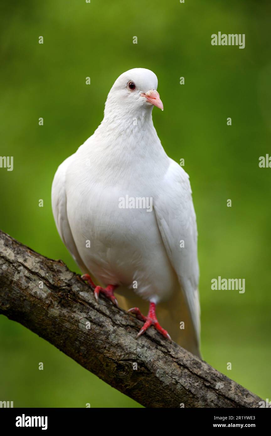 Colombe de roche ou pigeon commun ou pigeon féral dans le Kent, Royaume-Uni. Colombe blanche assise sur une branche face à droite avec fond vert. Colombe blanche (Columba livia). Banque D'Images