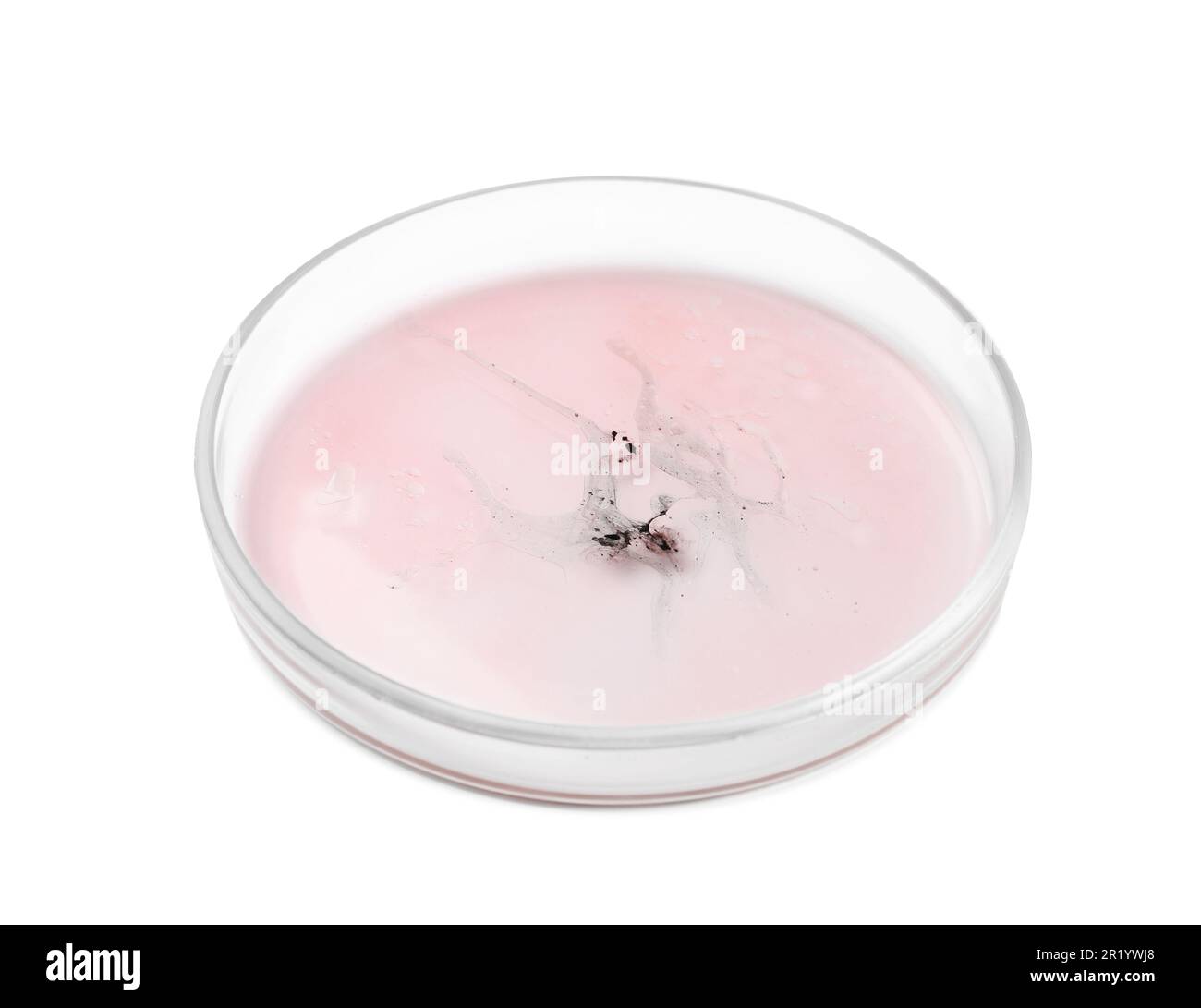 Boîte de Pétri avec bactéries sur fond blanc Banque D'Images