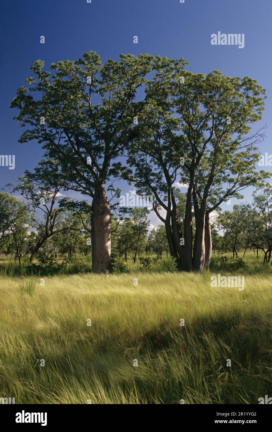 L'Adansonia gregorii, communément appelé le boab et également connu sous un certain nombre d'autres noms, est un arbre de la famille des Malvaceae, endémique à la r septentrionale Banque D'Images