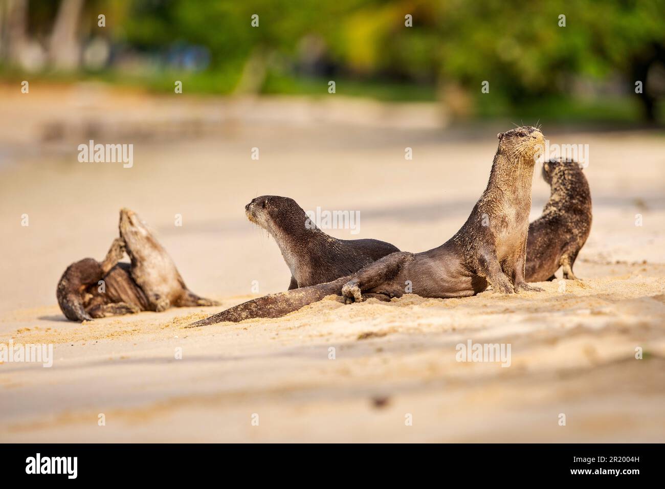 Une famille de quatre loutres enrobés doux se reposent sur une plage, Singapour Banque D'Images