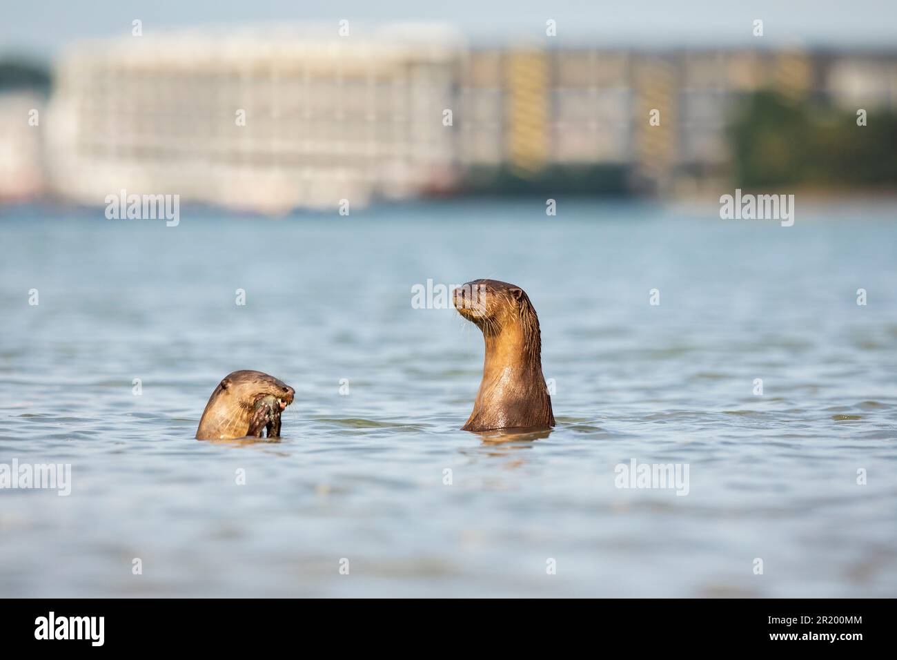 Une loutre douce et alerte garde un œil sur la terre tandis que la famille pêche dans la mer près d'un domaine industriel, Singapour Banque D'Images