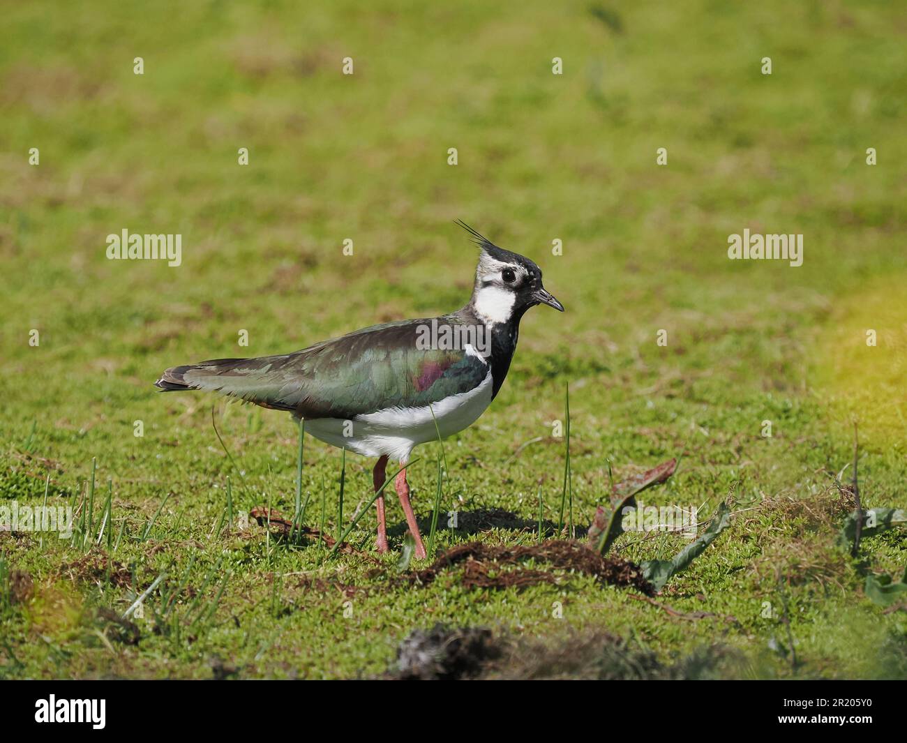 Lapwing dans un champ inondé local où ils se reproduisent maintenant. Banque D'Images