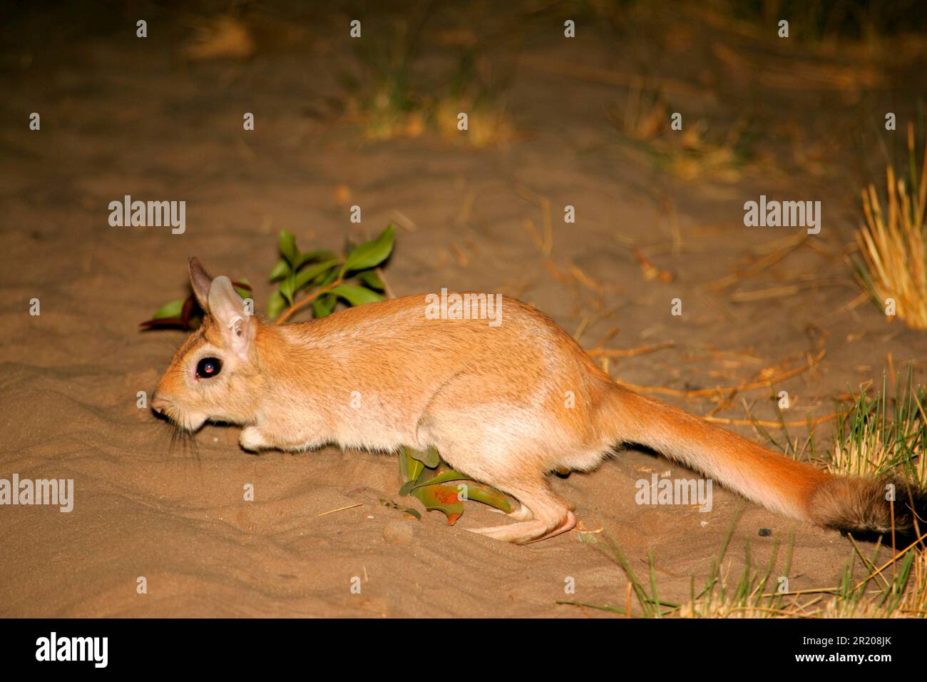 Lièvres sud-africains (Pedetes capensis), rongeurs, mammifères, animaux, Springhare adulte de nuit, delta d'Okavango, Botswana Banque D'Images