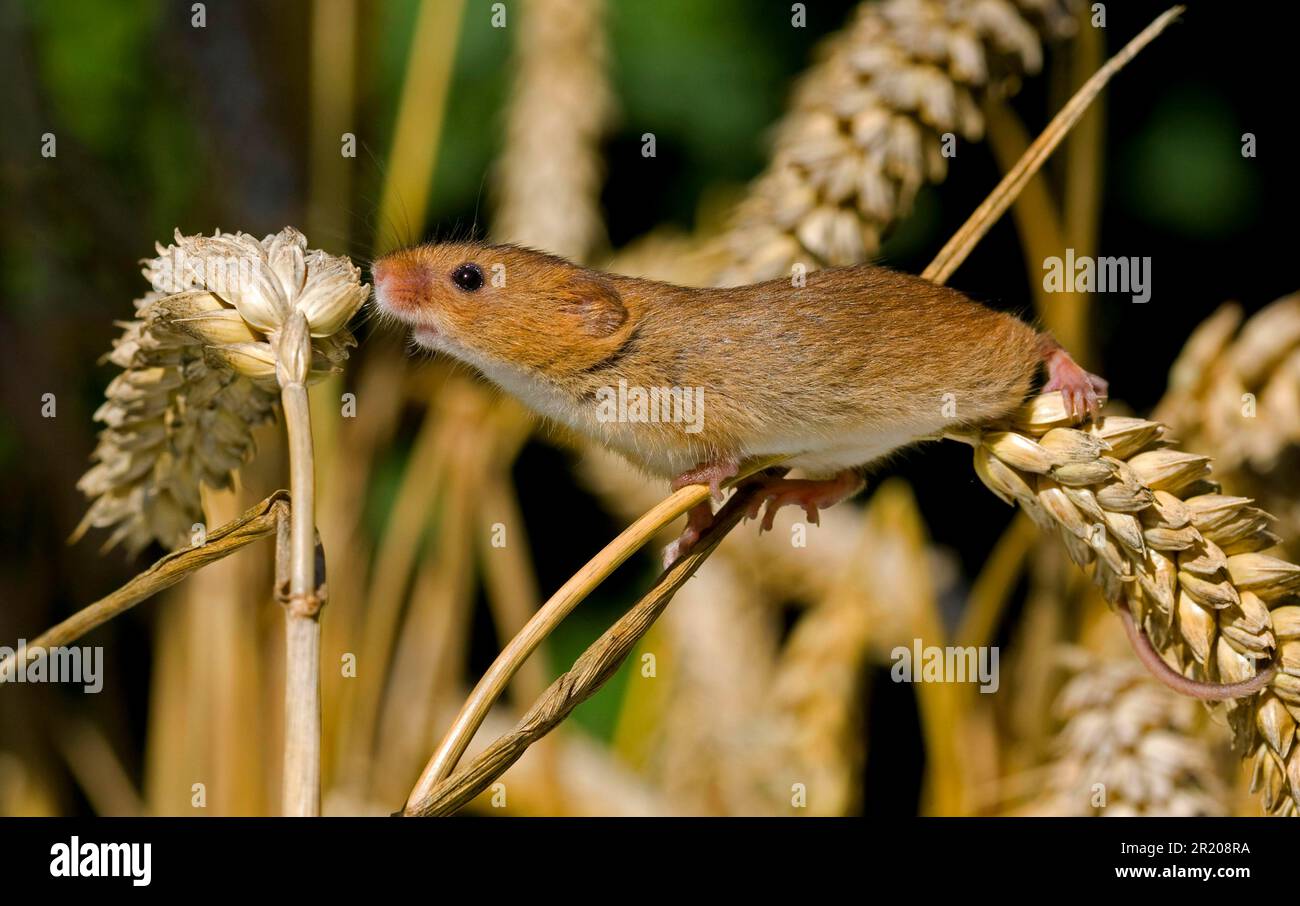 Souris naine, souris de récolte eurasienne (Micromys minutus), souris naine, souris, rongeurs, mammifères, Animaux, Harvest Mouse adulte, escalade sur les oreilles de mûres Banque D'Images