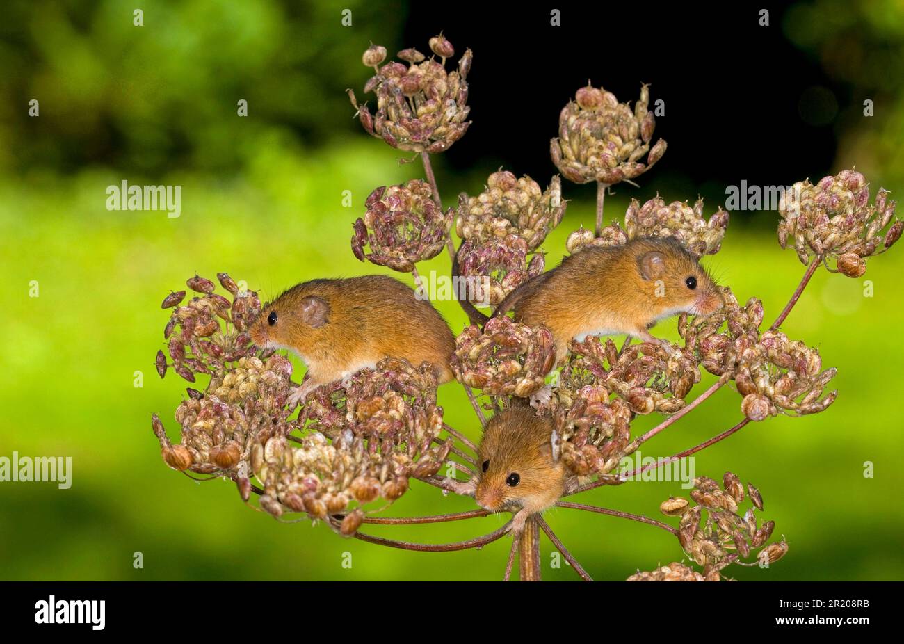 Souris naine souris eurasienne de récolte (Micromys minutus), souris naine, souris, rongeurs, mammifères, Animaux, Harvest Mouse trois adultes, escalade sur Alexanders Banque D'Images