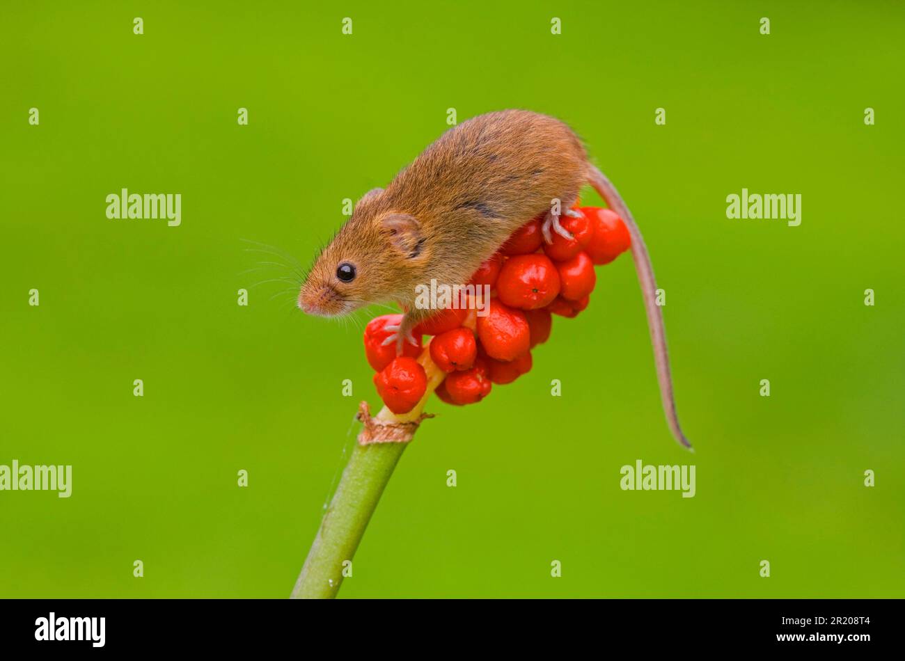 Souris naine, souris de récolte eurasienne (Micromys minutus), souris naine, souris, rongeurs, mammifères, Animaux, souris de récolte immature, sur lords et arum commun Banque D'Images
