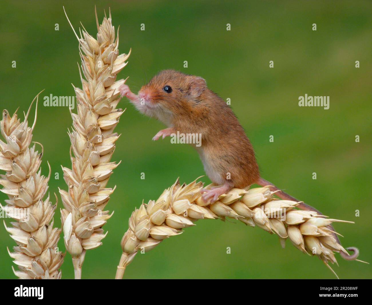 Souris naine, souris de récolte eurasienne (Micromys minutus), souris, souris, rongeurs, mammifères, Animaux, Harvest Mouse adulte, escalade sur une oreille de blé mûre Banque D'Images
