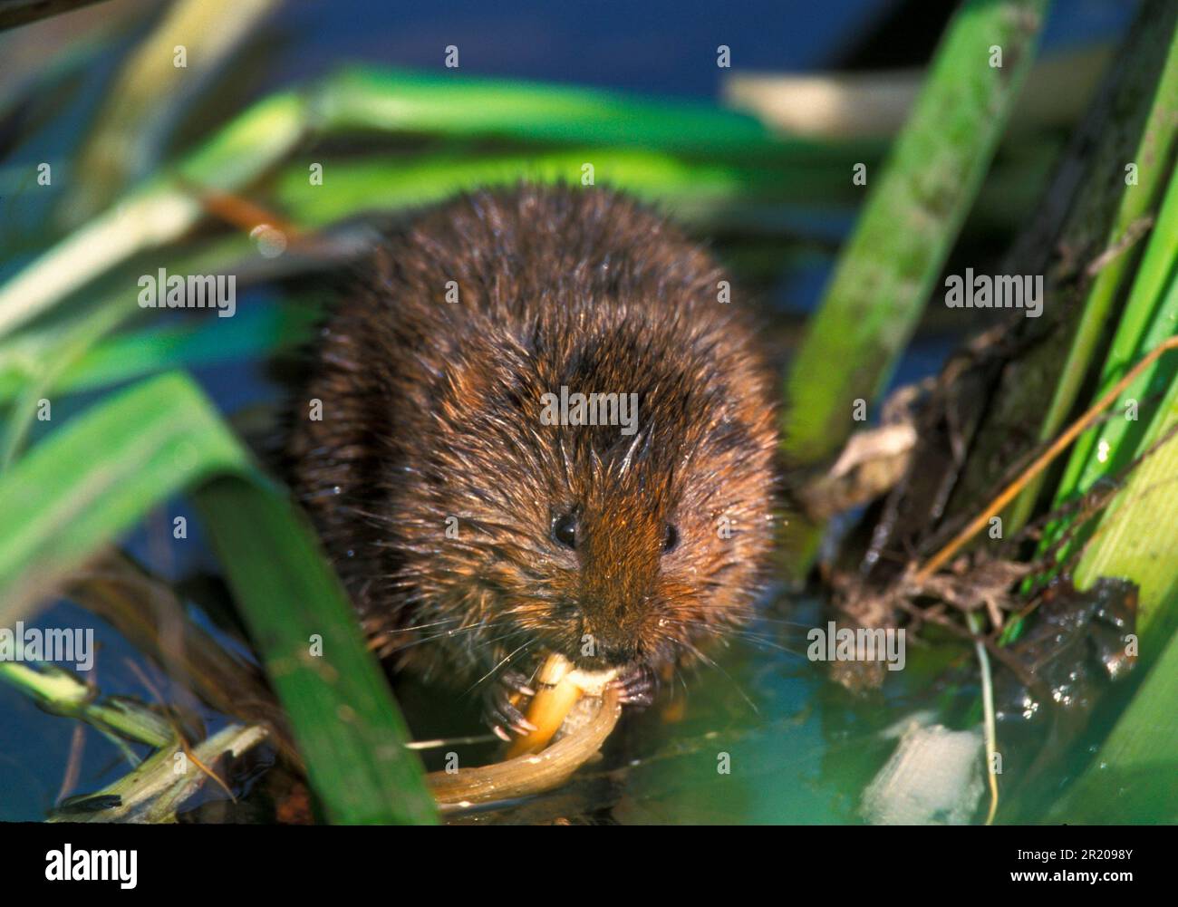 Éperon de l'est, campagnols d'eau européens (Arvicola terrestris), rat d'eau, éperon, campagnols de prairie, rats d'eau, musaraignes, campagnols de prairie, souris, souris, rongeurs Banque D'Images