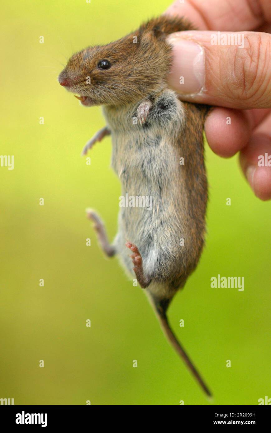 Vole de banque (Myodes glaréolus) adulte, tenu entre les mains humaines, montrant la bonne façon de tenir un petit mammifère pour examen (en captivité) Banque D'Images