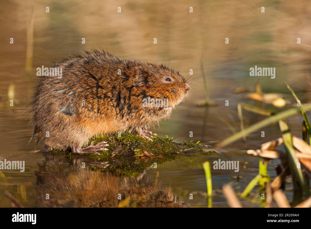 Étreigne de l'est, campagnols d'eau européens (Arvicola terrestris), rat d'eau, campagnols d'eau, campagnols d'eau, campagnols d'eau, campagnols, souris, souris, rongeurs, mammifères Banque D'Images