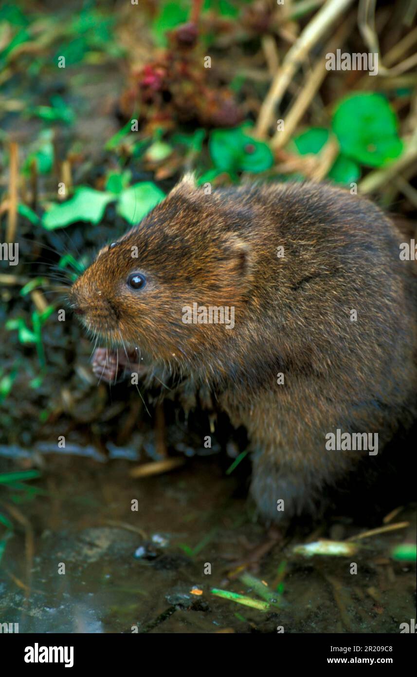 Merde de l'est, campagnols d'eau européens (Arvicola terrestris), rat d'eau, campagnols d'eau, rats d'eau, musaraignes, souris, souris, rongeurs, mammifères, animaux, Eau Banque D'Images