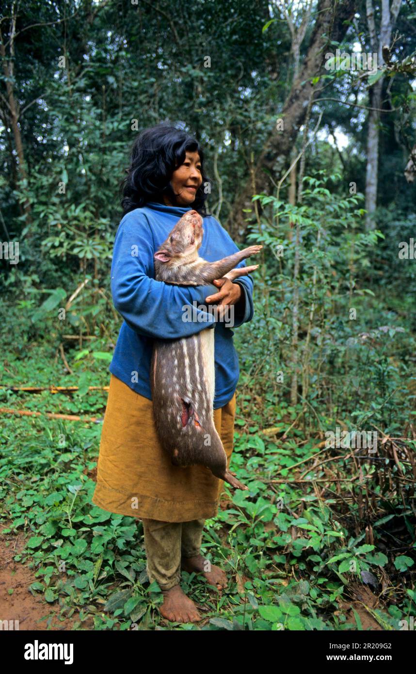 Femme Ache, avec paca (Agouti paca), réserve forestière de Mbaracayu, Paraguay oriental Banque D'Images