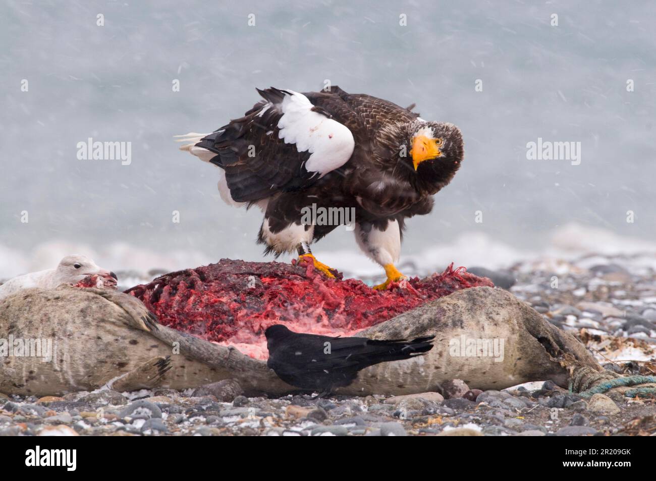 L'aigle de mer de steller (Haliaeetus pelagicus) adulte se nourrissant de carcasses de phoques mortes pendant la chute de neige, péninsule de Shiretoko, Hokkaido, Japon, hiver Banque D'Images
