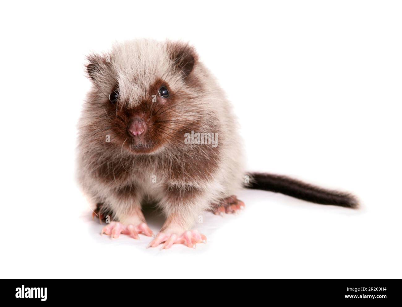 Rat nuageux géant de luzon (Phloeomys pallidus), rongeurs, mammifères, animaux, jeune rat nuageux géant de Luzon, assis Banque D'Images