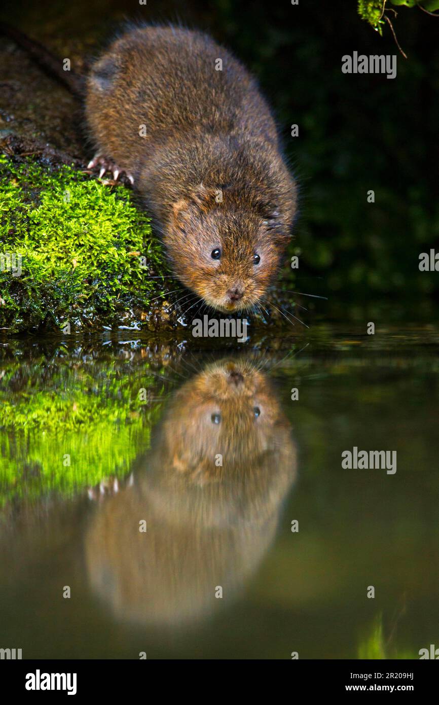 Mole d'eau (Arvicola terrestris) adulte, debout sur le mur de pierre au bord de l'eau avec réflexion, Kent, Angleterre, Royaume-Uni Banque D'Images