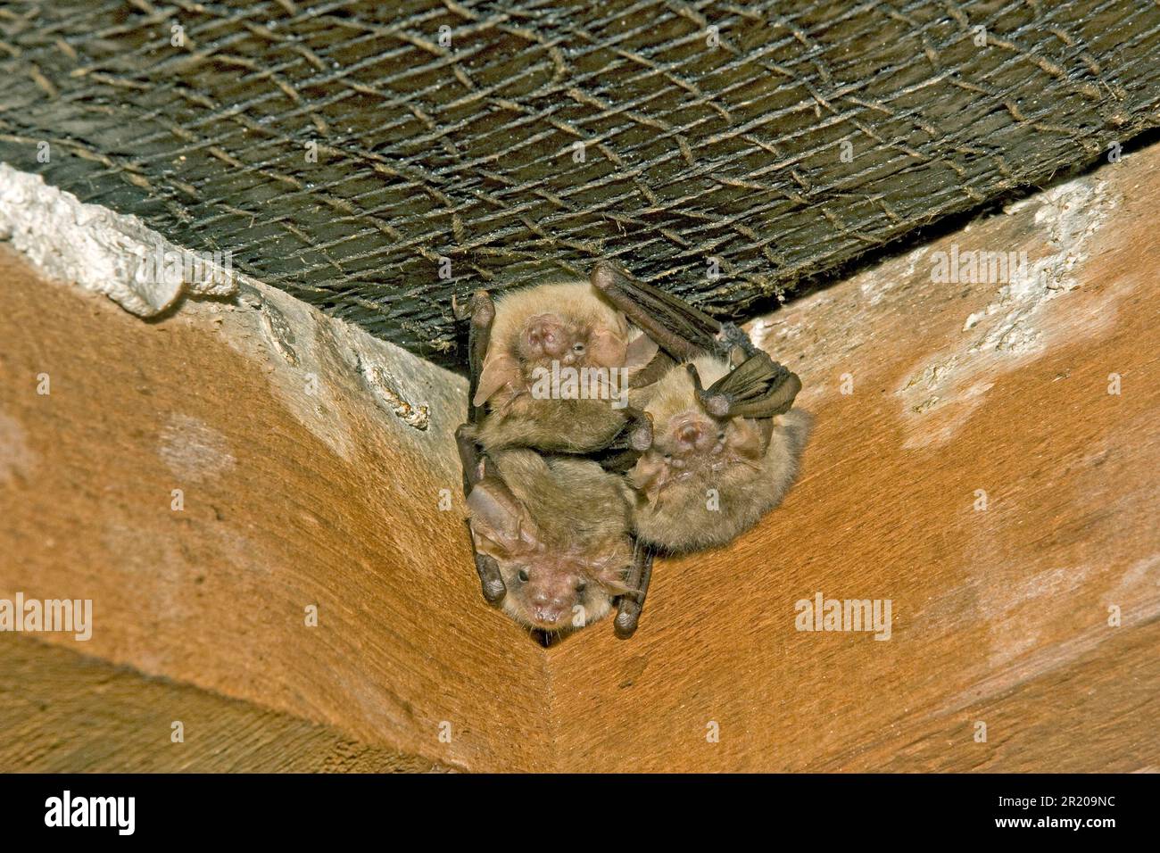 Natterer's Bat (Myotis nattereri) trois adultes, roosting dans la maison loft, Angleterre, Royaume-Uni Banque D'Images