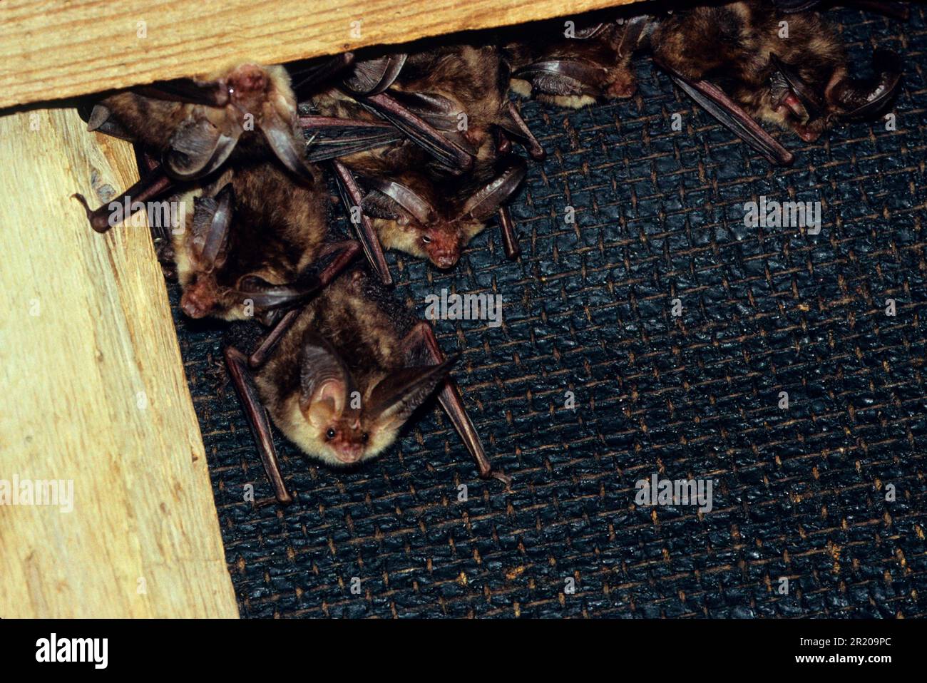 Chauves-souris brunes à longues oreilles (Plecotus auritus), chauve-souris brunes à longues oreilles, chauves-souris brunes à longues oreilles, chauves-souris, mammifères, Animaux, marron long-Eared Bat été roost in Banque D'Images