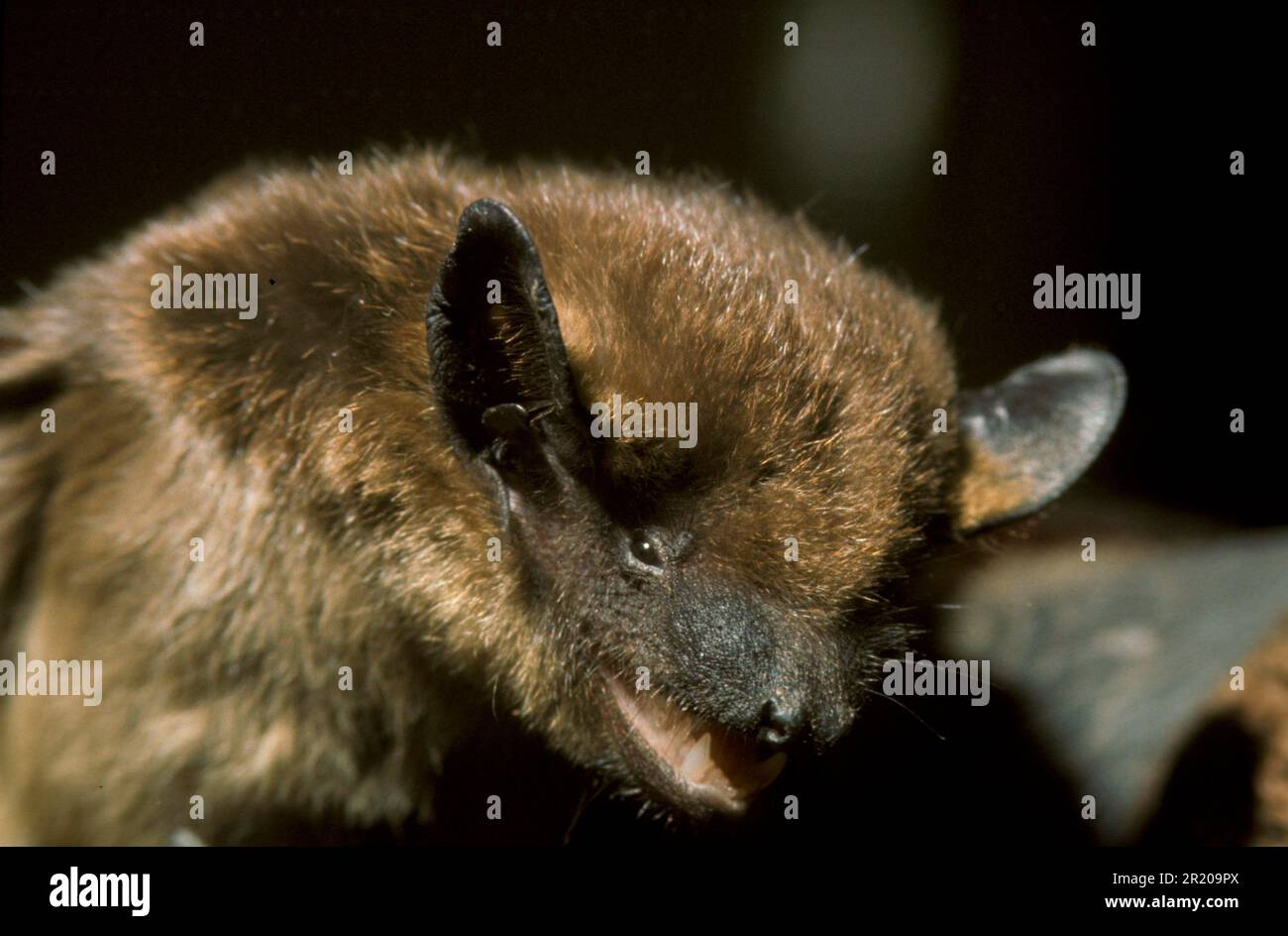 Chauve-souris à ailes larges, chauve-souris à dents serotines (Eptesicus serotinus), chauve-souris à ailes larges, chauves-souris, mammifères, Animaux, BatSerotine gros plan de la tête Banque D'Images