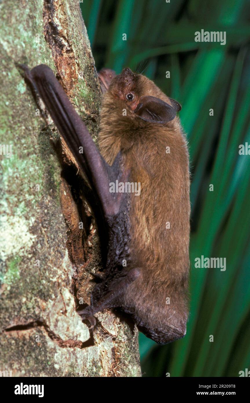 Pipistrelle commune (Pipistrellus pipistrellus), chauve-souris, mammifères, animaux, Pipistrelle commune adulte, Accroché à la souche, Espagne Banque D'Images