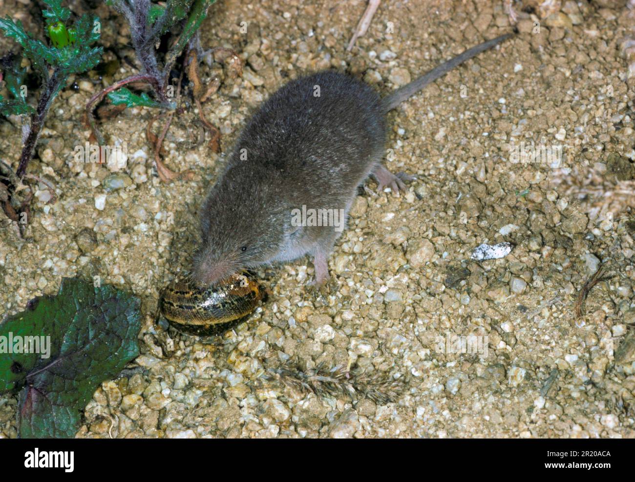 Grande merde à dents blanches (Crocidura russula), maison Shrew, maison shrews, Shrew, shrews, Insectivores, mammifères, animaux, traille à dents blanches commune Banque D'Images