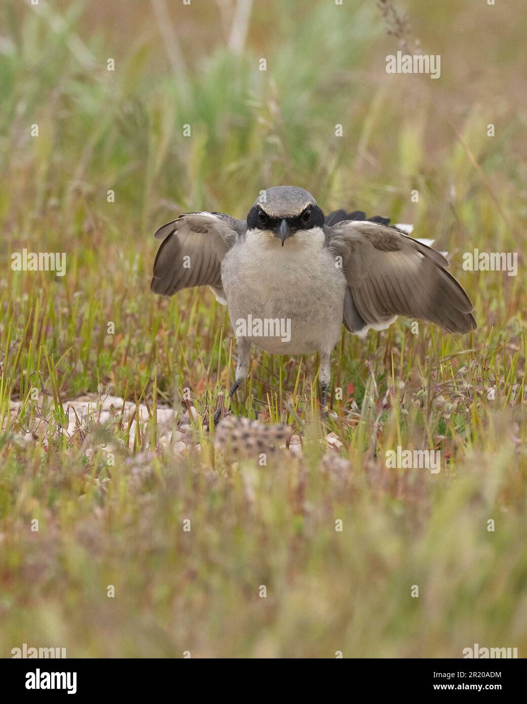 Loggerhead Shrike (Lanius ludicianus) Antelope Island Utah États-Unis Banque D'Images