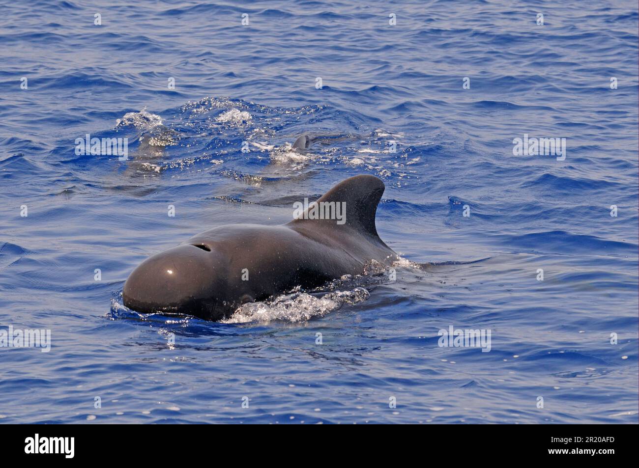 Baleine pilote à nageoires courtes (Globicephala macrorhynchus) adulte mâle, surfaçage dans l'eau, Maldives Banque D'Images