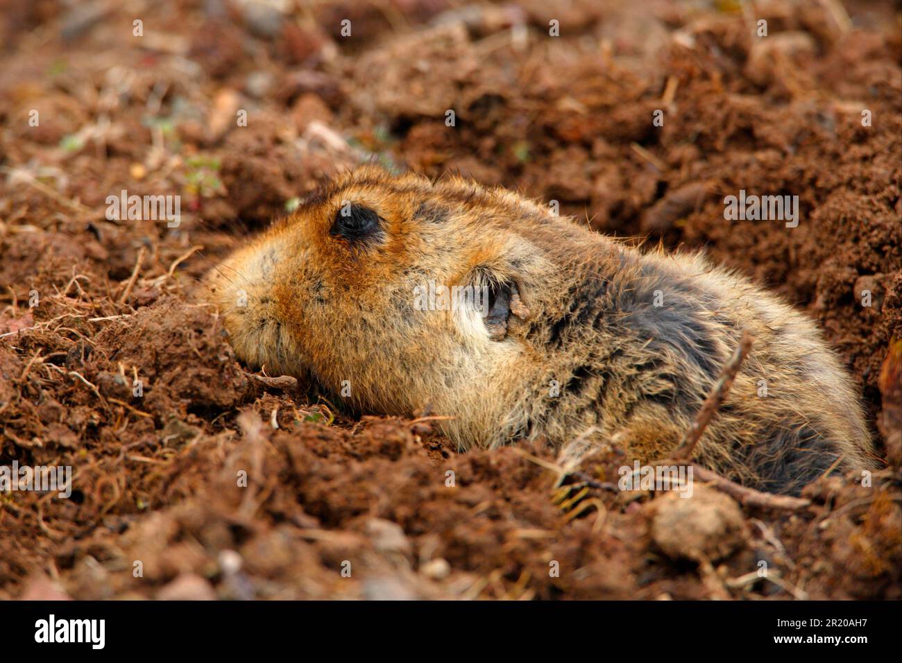 Rat à grosse tête (Tachyoryctes macrocephalus) adulte, creusant, poussant le sol de l'excavation, Bale Mountains N. P. Oromia, Éthiopie Banque D'Images