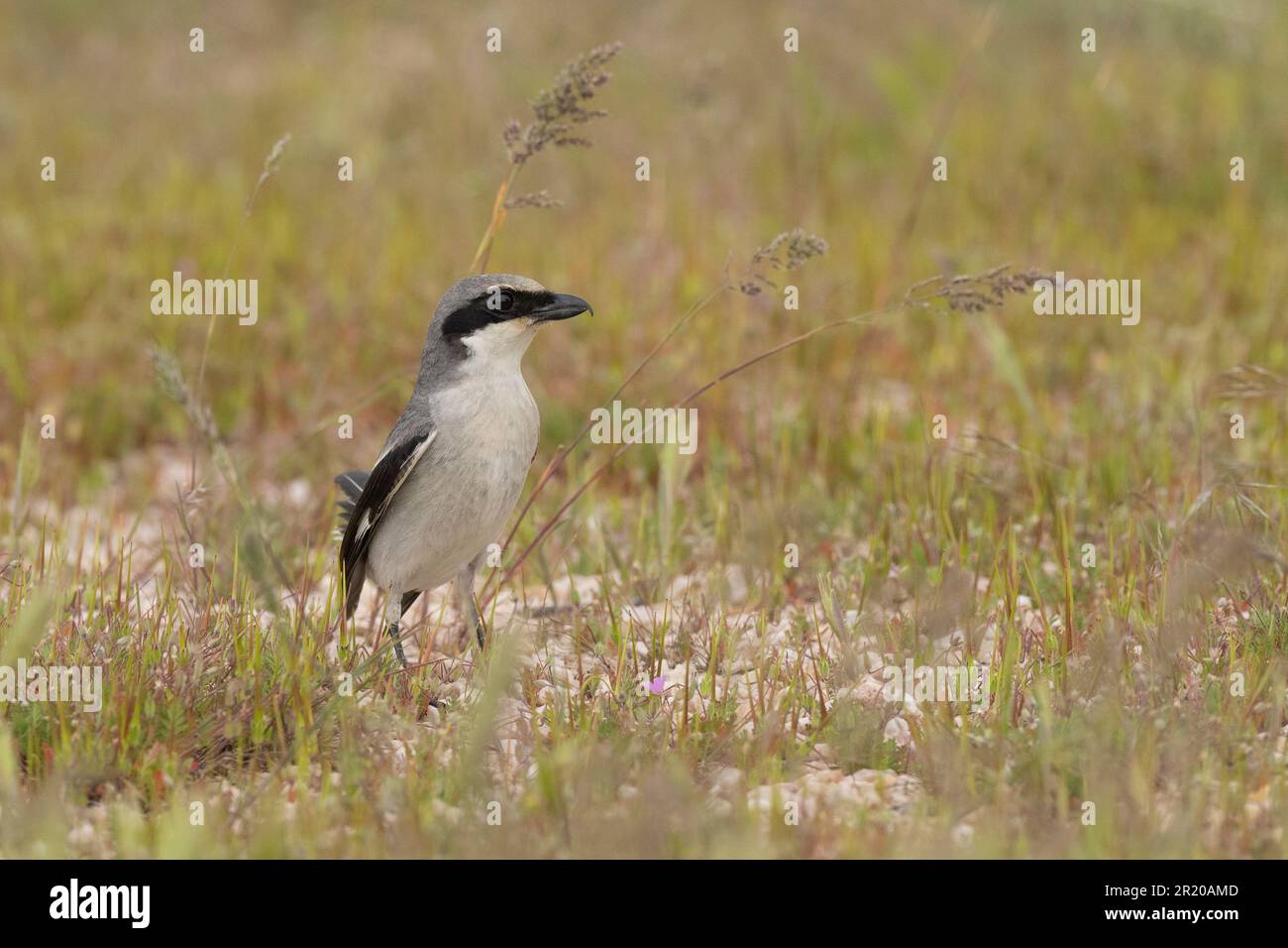 Loggerhead Shrike (Lanius ludicianus) Antelope Island Utah États-Unis Banque D'Images