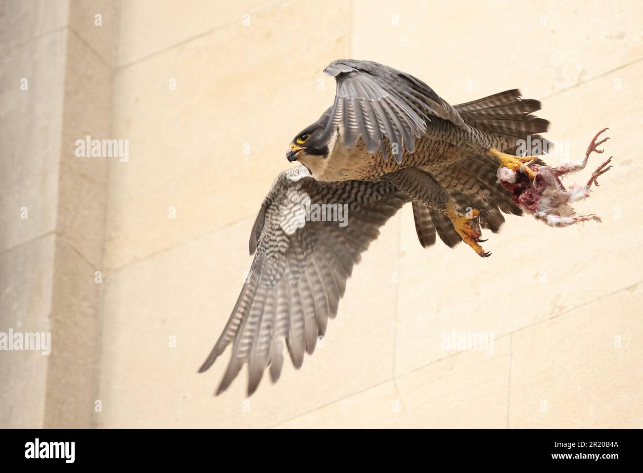 Peregrine tire avec de la nourriture dans ses griffes. Cambridge, Royaume-Uni. Des images PALPITANTES ont permis de capturer un pèlerin qui s'est arrêté à plein régime et qui l'a attrasée Banque D'Images