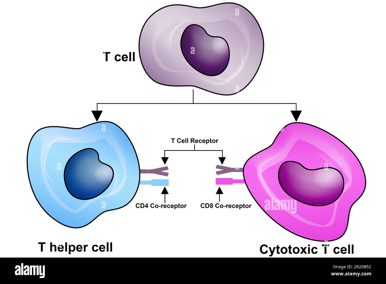 Cellule T, cellule T auxiliaire et cellule T cytotoxique, types d'antigène CD, rendu CD4 et CD8, 3D Banque D'Images