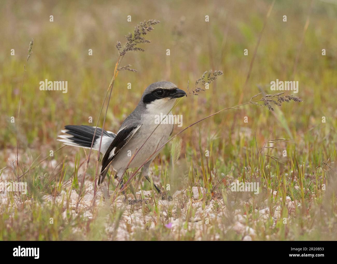 Loggerhead Shrike (Lanius ludicianus) Antelope Island Utah États-Unis Banque D'Images