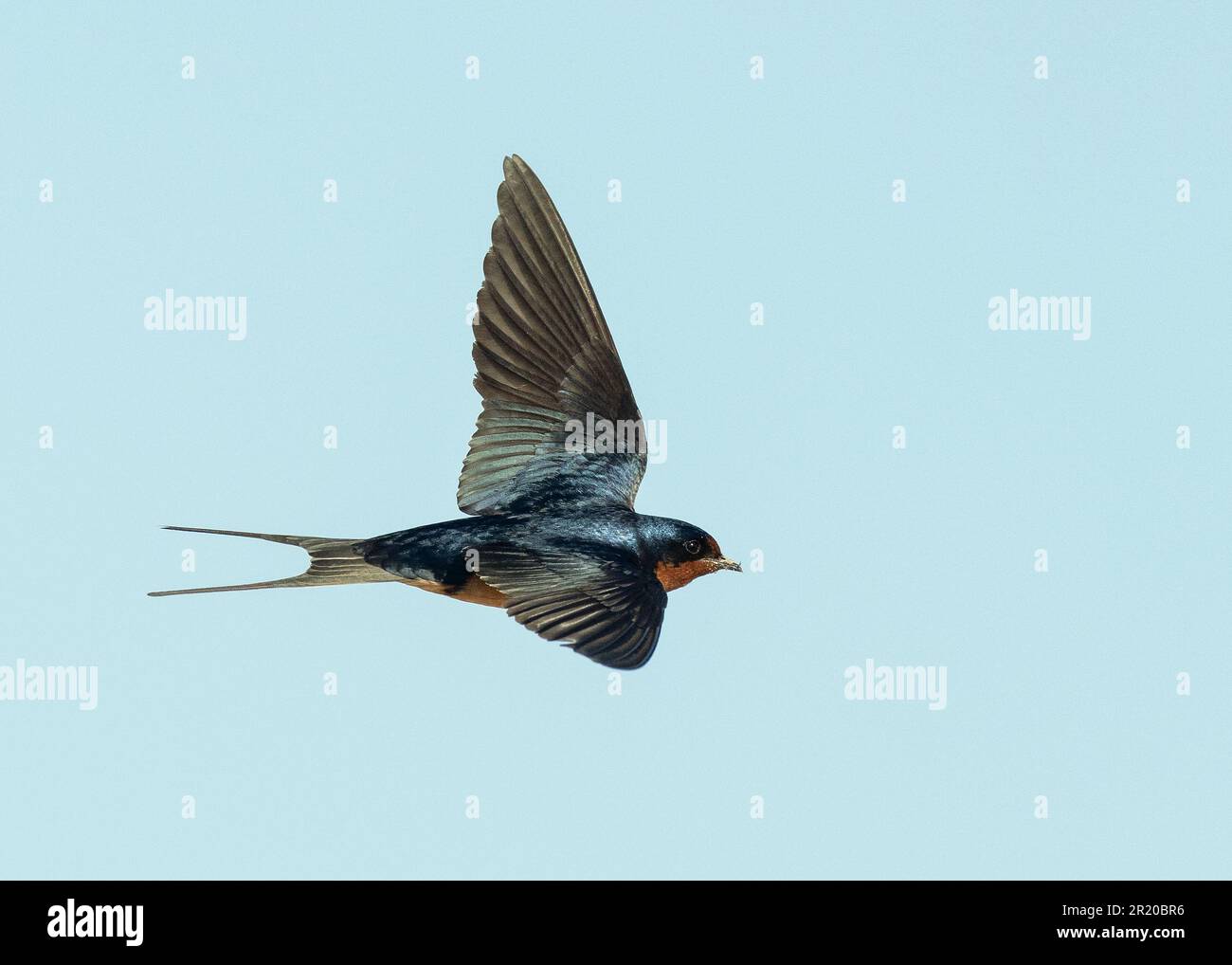 Barn Swallow (Hirundo rustica) Antelope Island Utah États-Unis Banque D'Images