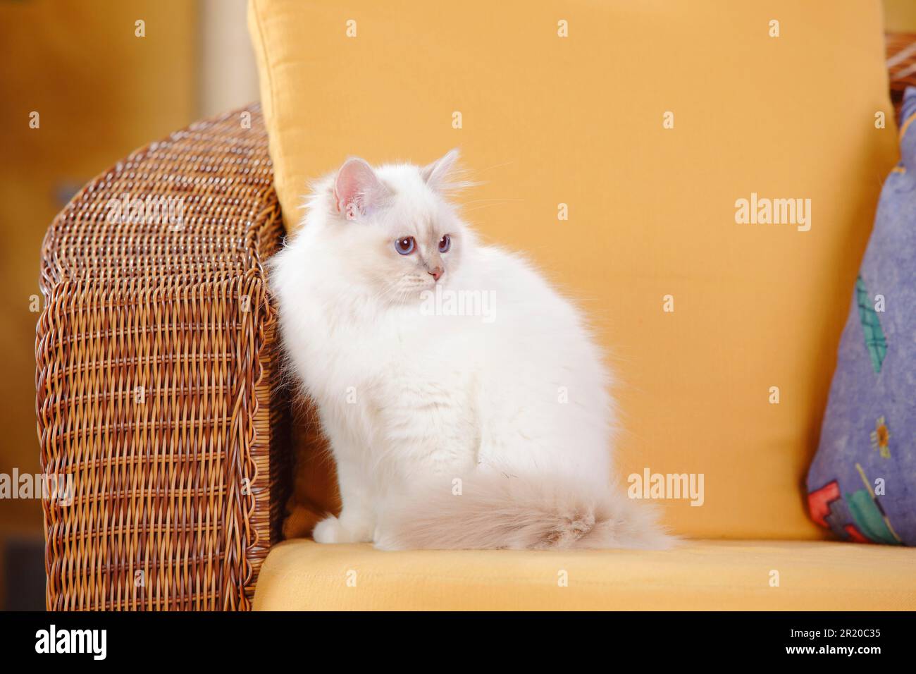 Chat sacré de Birmanie, lilas-tabby-point, 5 mois Banque D'Images