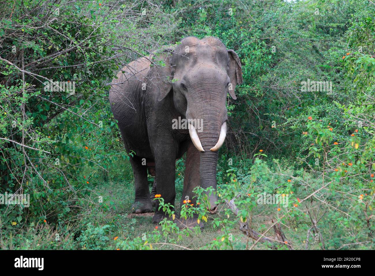 Éléphant d'Asie (Elepha maximus), Parc national de Yala, Sri Lanka Banque D'Images