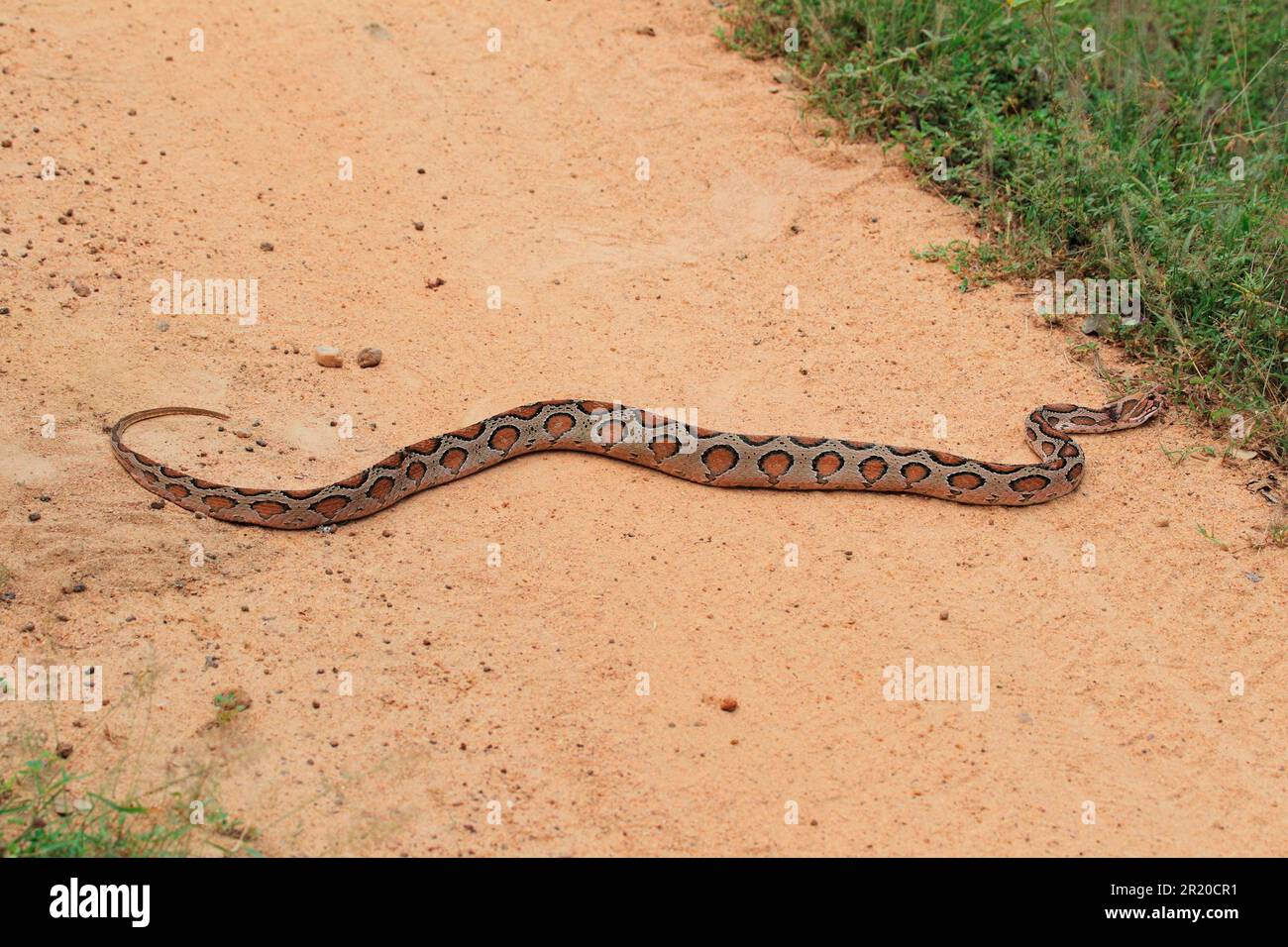 Python indien (Python molurus), parc national de Yala, Sri Lanka Banque D'Images