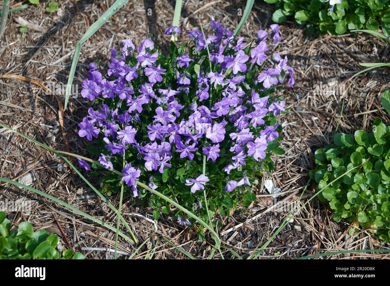 Phlox rampant - Phlox subulata Banque D'Images