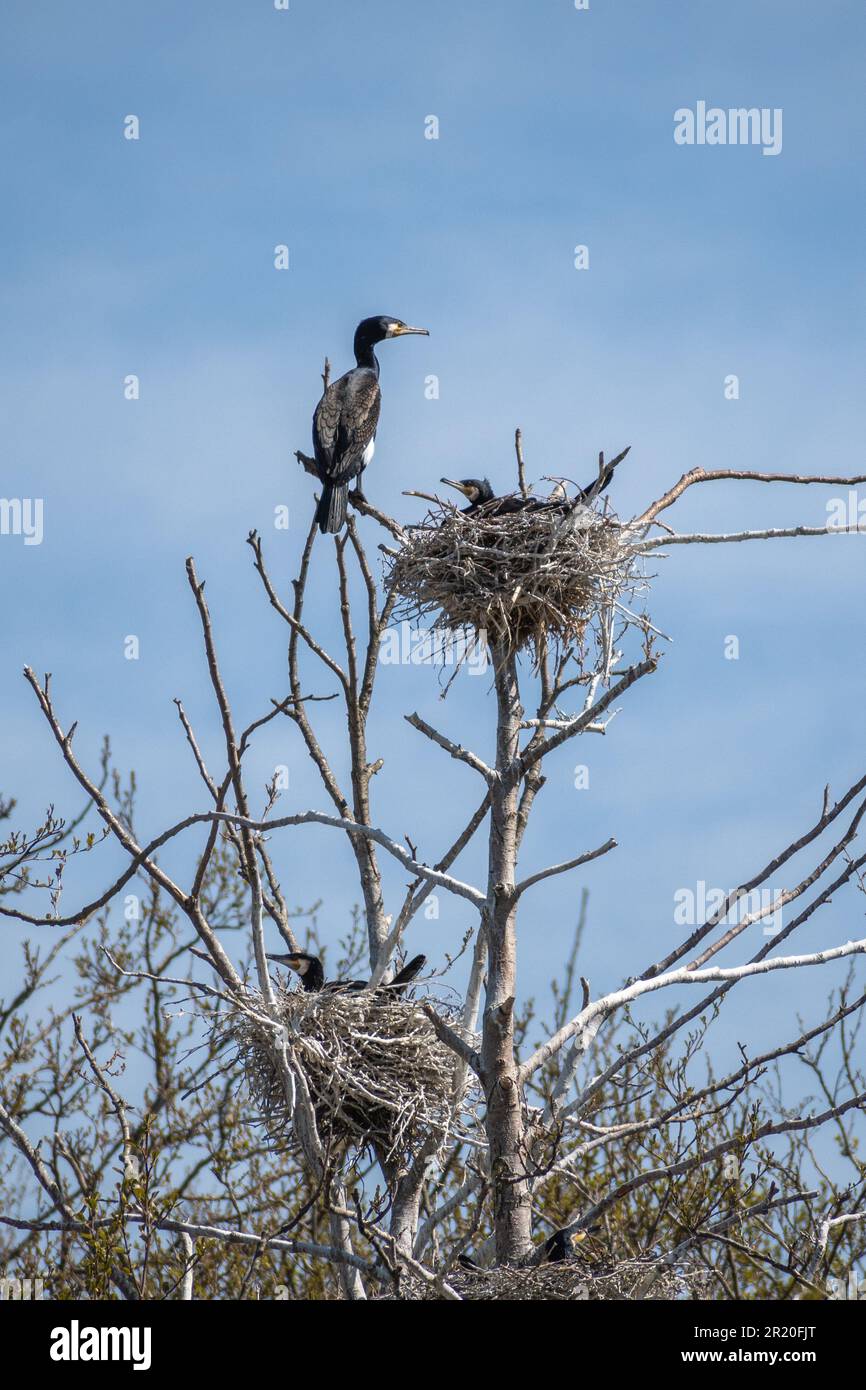 Belle immense colonie de cormorans noirs nichant dans de grands nids sur des branches d'arbres sur la côte de la mer Baltique au printemps Banque D'Images