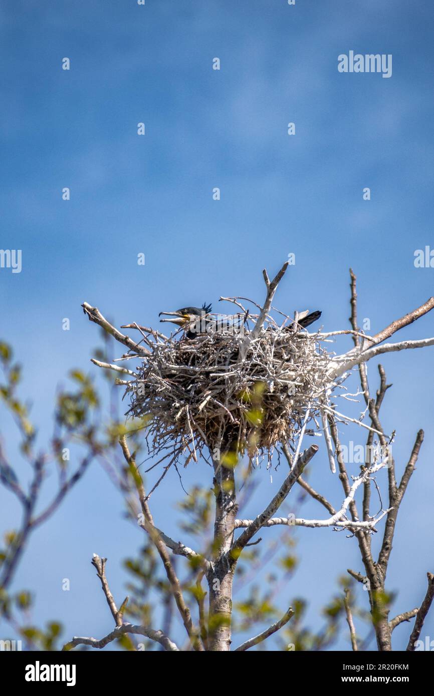 Belle femelle cormorant noir nichant dans un grand nid sur un arbre sur la côte de la mer Baltique au printemps, vertical Banque D'Images