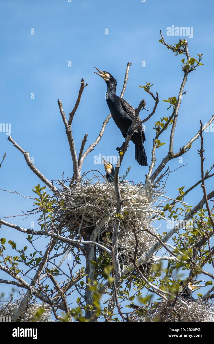 Couple de beaux cormorans noirs avec des bec ouverts nichant dans un grand nid sur l'arbre sur la côte de la mer Baltique au printemps, vertical Banque D'Images