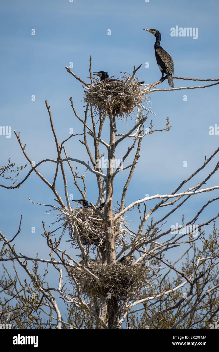 Belle immense colonie de cormorans noirs nichant dans de grands nids sur des branches d'arbres sur la côte de la mer Baltique au printemps Banque D'Images
