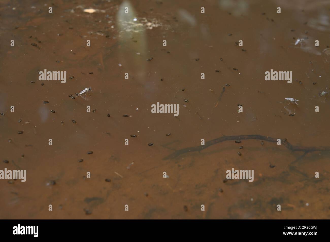 Vue d'un moustique adulte a émergé d'un fossé rempli d'eau boueuse qui contient différentes larves de moustique de stade Banque D'Images