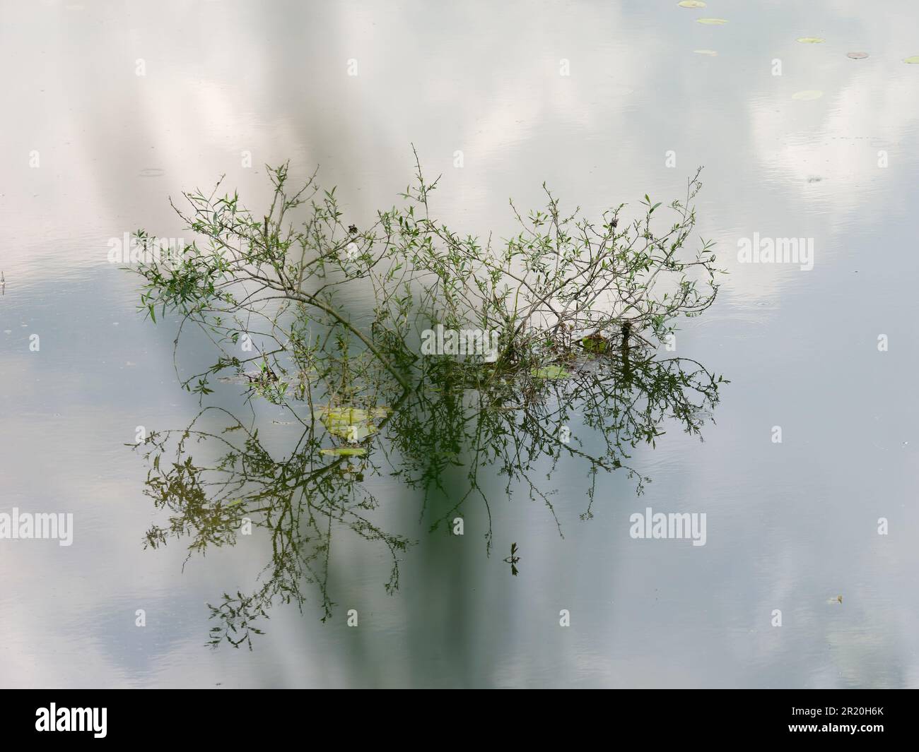 Une plante aquatique verte et luxuriante qui pousse hors de l'eau Banque D'Images