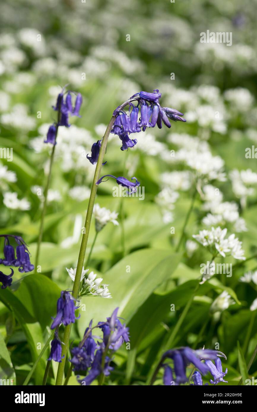 Ramsons, ail sauvage, Allium ursinum, Cowley, avec Bluebells, Jacinthoides non-scripta, grand timbre mixte, nombreuses fleurs, Sussex, avril Banque D'Images