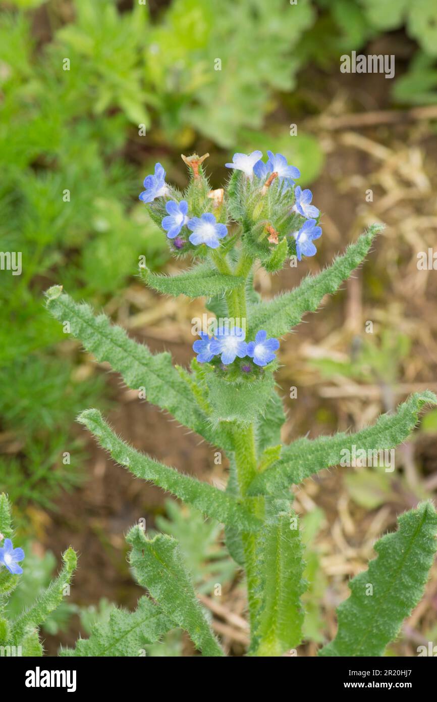 Bugloss, Anchusa arvensis, Lycopsis arvensis, petit bugloss, bugloss annuel, Mai, Sussex. Banque D'Images